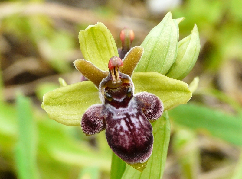 Orchidee di Creta: tra mitologia, montagne e natura, marzo 2015